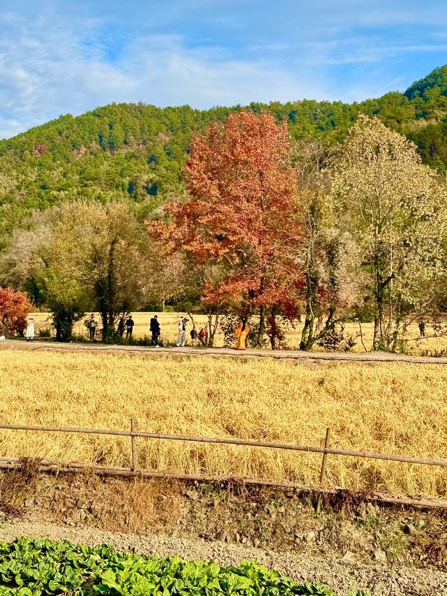 追着晚秋（黟县宏村镇塔川村）
