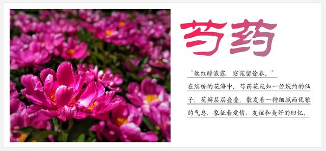 听劝！来呼和浩特赏花吧，四季可约~