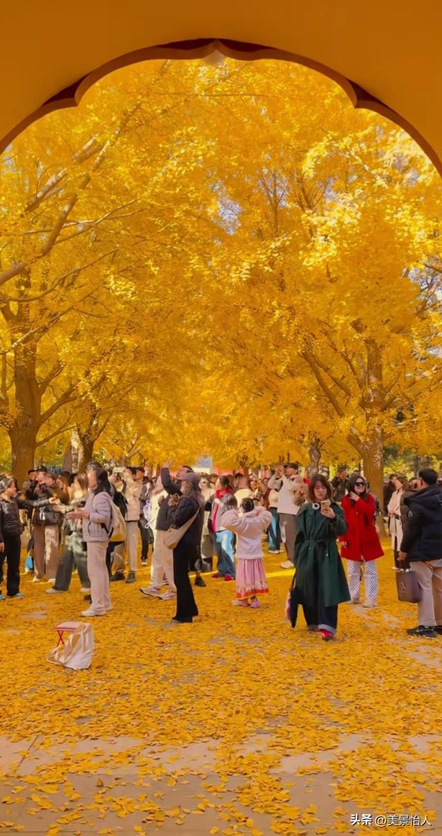 11.9实拍🍂北京金色银杏雨杀疯了！