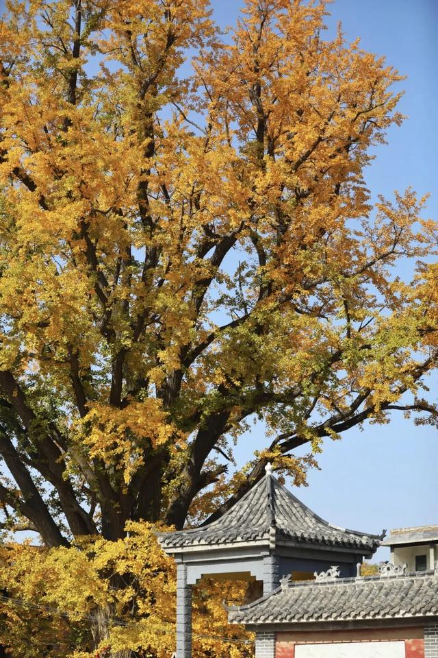 济南的这些千年银杏树美得正当时，最后“黄金期”快去打卡！