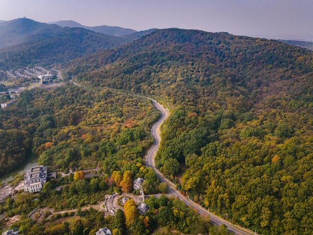 石象路银杏黄了！秋日南京必走的几条经典路线