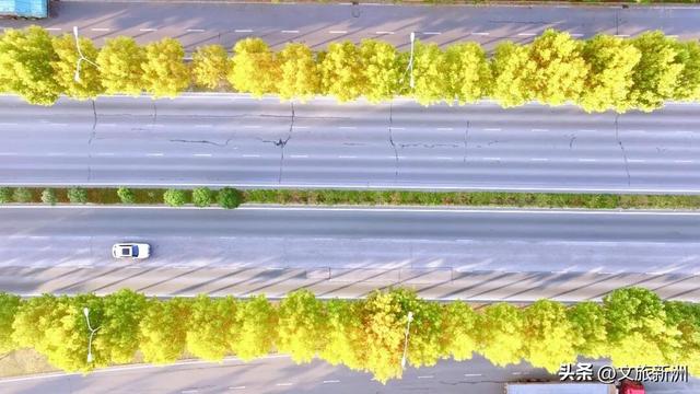 红枫公路、孤独的树......新洲这波秋日「隐藏款」，你知道几个？