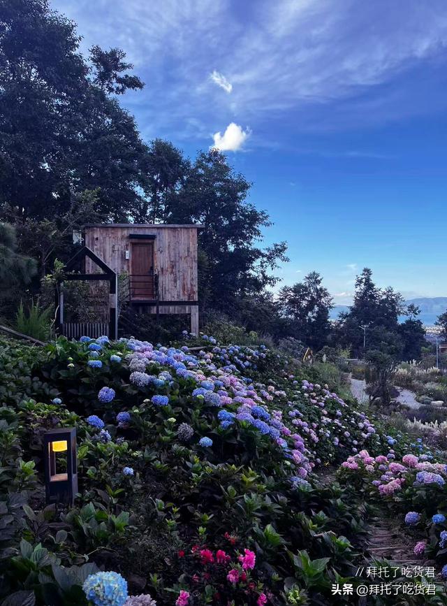 绣球花的夏天，不在南法在大理
