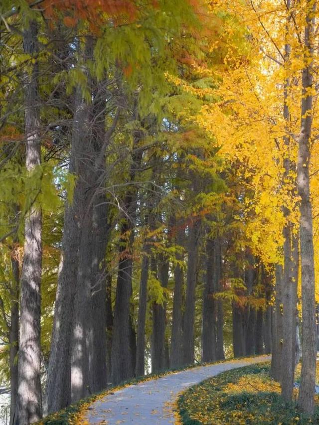 比青山湖人少，比湘湖低调，杭州东北藏着一条“银杏+水杉”组合路线！