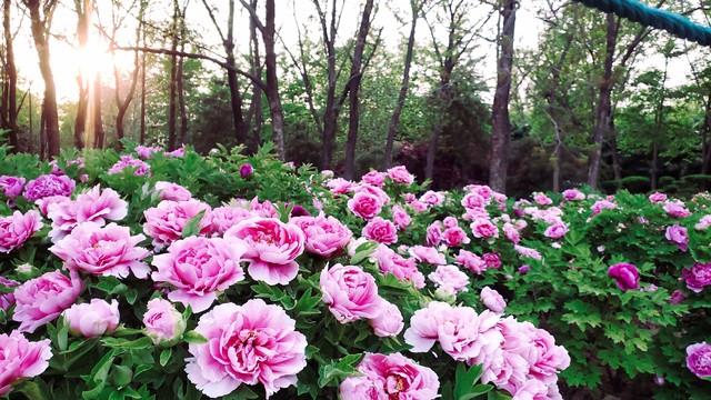 我是杭州人刚从中国洛阳回来 憋了一肚子实话 对洛阳的 5 点真心感受