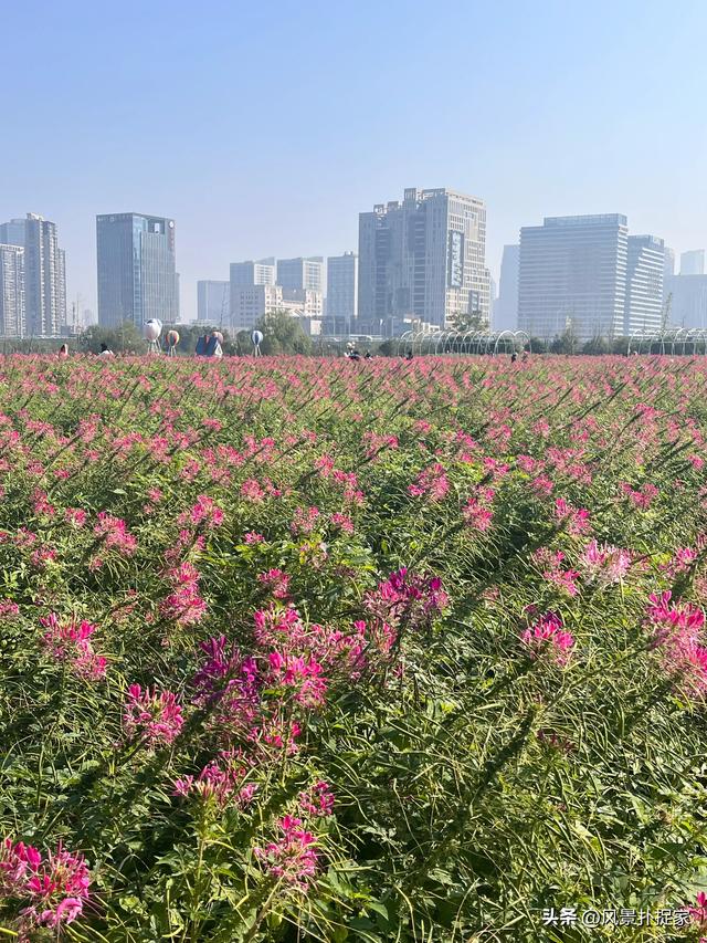 南昌马兰圩公园，七彩花海拍照太美了！