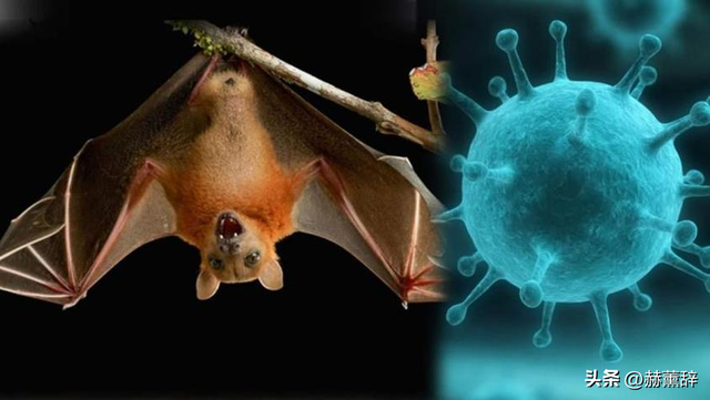 印度爆发尼帕病毒，死亡率达75%，世界经不起折腾	，中国也有病原