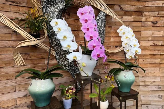 来逛超大冬日花果游园会，2026北京兰花文化嘉年华在昌平开幕 | 动态