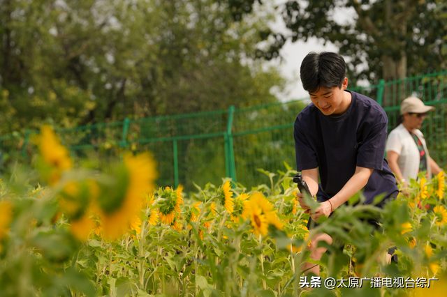 闯入油画世界！万柏林百亩向日葵花海爆红