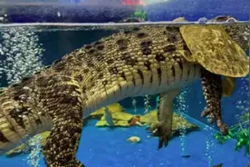 广州一超市有活鳄鱼出售，工作人员称每斤售价从39.8元到58.8元不等，市监局回应图片