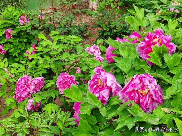 逛菏泽天香公园，这里牡丹很吸引游客，关键是二十四小时免费参观