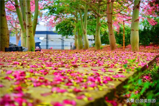 一场寒雨，卡玛缤纷花世界木棉长廊落红无数，就差一个林黛玉
