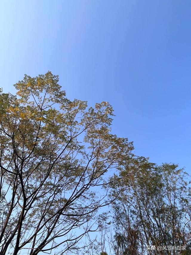 南昌凤凰洲湿地公园，美的不像话！