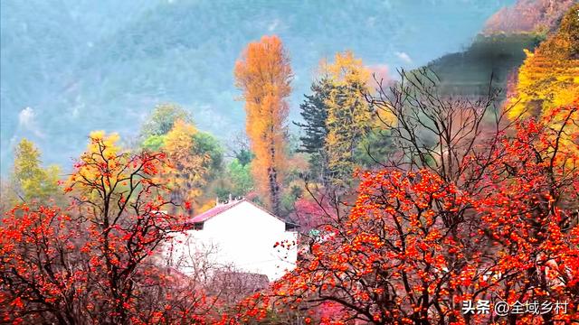 河南山村藏不住了！火红柿海+绝美秋景免费赏，随手拍都是大片！