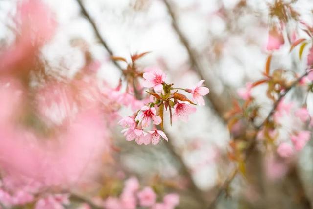 赏花何必等春！这个冬天，成都花儿都开men了→