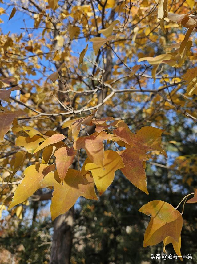 冬天的槭叶美，一道美丽的风景，风光无限在槭叶，风景这边独好!
