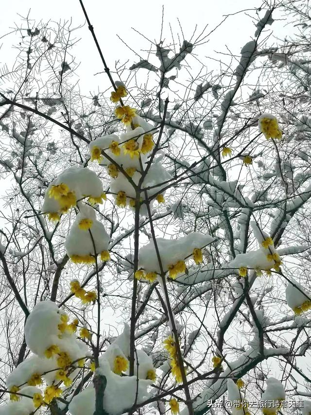 南京2026年第一场雪，梅花山、琵琶湖雪景
