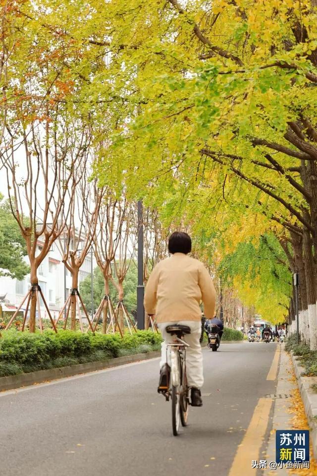 美爆了！苏州秋日大片，上新了！