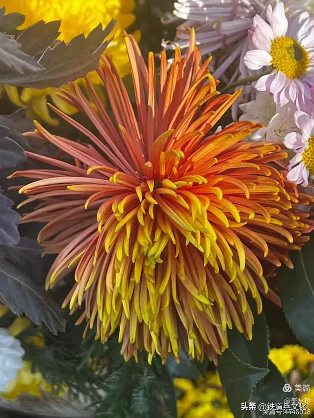 李友珍||岁月倏然·菊韵飘香——紫竹院公园的菊展