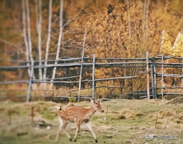 在深秋的根河邂逅驯鹿