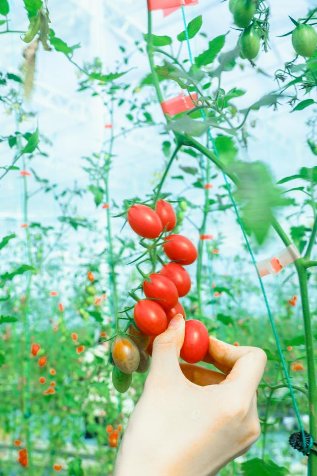 春日限定CP！高岭文化村「油菜花+小番茄」双倍甜蜜来袭！