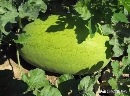 全国哪的“西瓜”最好吃？经过评选这八个地方上榜，有你家乡吗？