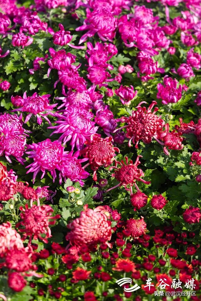 这个秋天，来武汉经开区共赴一场菊花之约