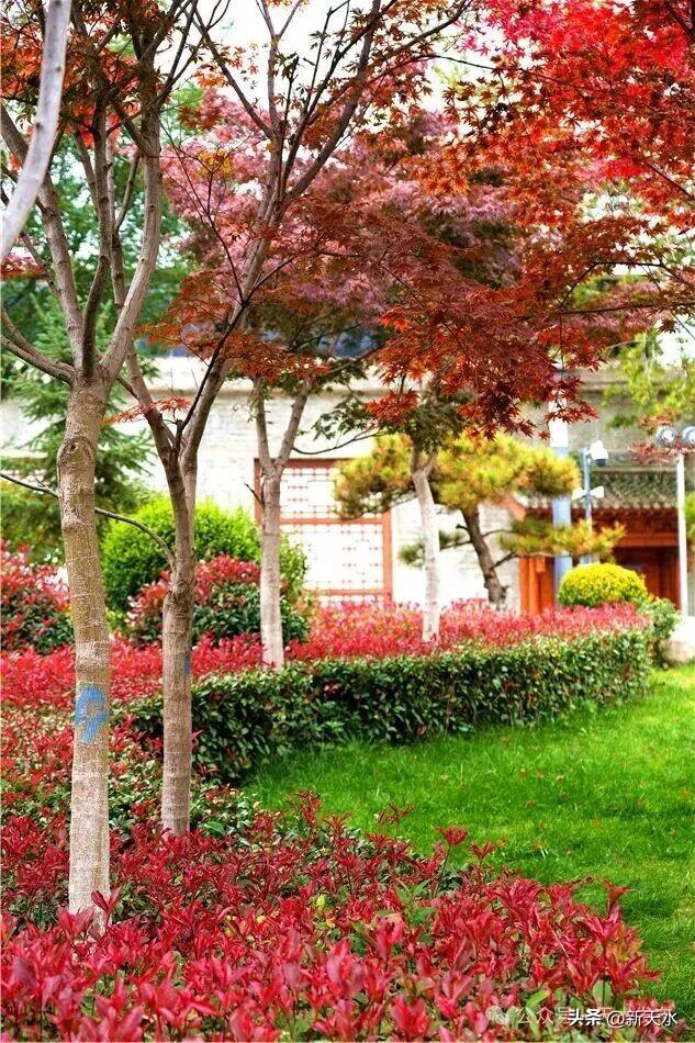 天水弘文园秋景美翻了，快去打卡！