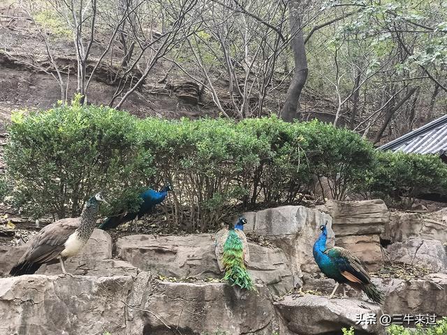 无为在歧路，济南红叶谷