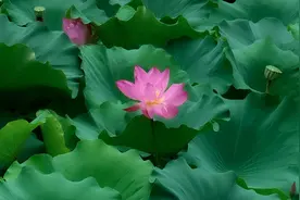 盛夏来临，这才是郑州赏荷的最佳打开方式图片