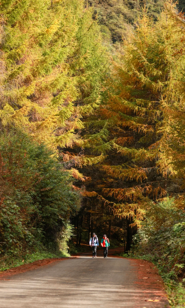 成都周边一日往返，6个小众不废腿的彩林秘境，0门票！