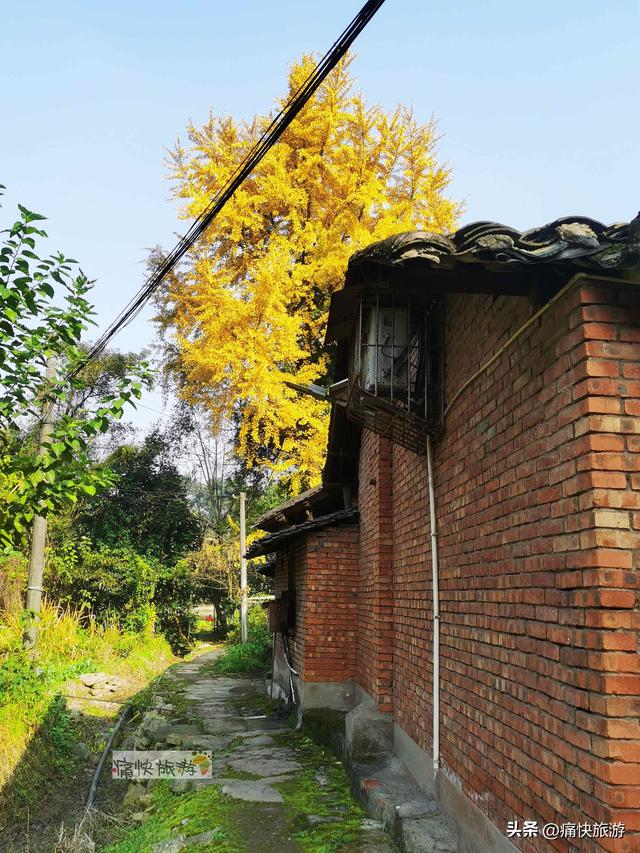 大安叶家沟古道旁的银杏黄