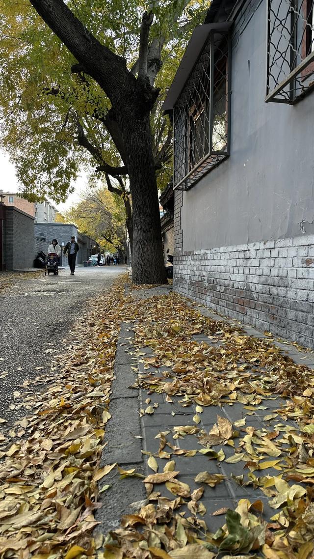 更年期小阿姨的胡同漫游