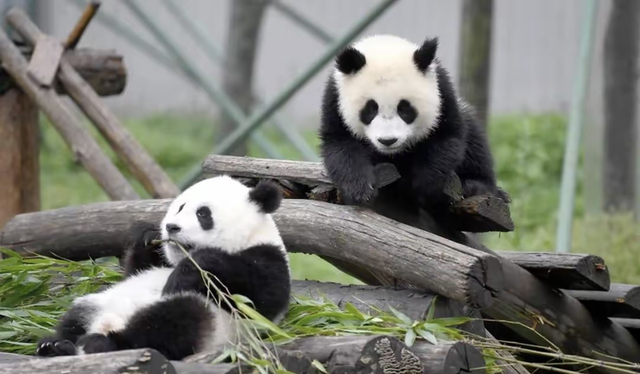 马克龙打卡乾隆花园和锦城湖公园：选这俩地方不止看风景那么简单