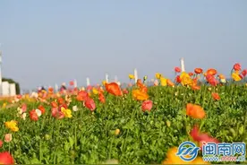 一半花海，一半大海！泉州滨海公园虞美人迎来观赏期图片