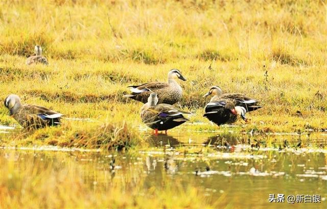 黄土高原的“江南秘境”——侯家川齐靳湿地生态掠影