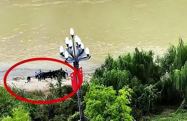跳河新郎母亲发声！舆论大反转，不止是钱这么简单，更多隐情曝光