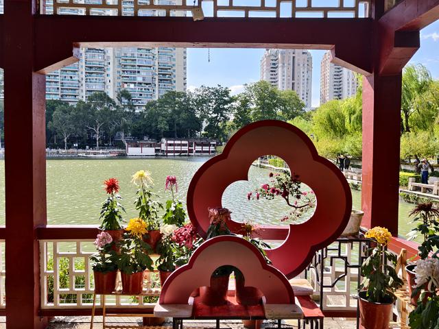 福州西湖公园2025年菊花展