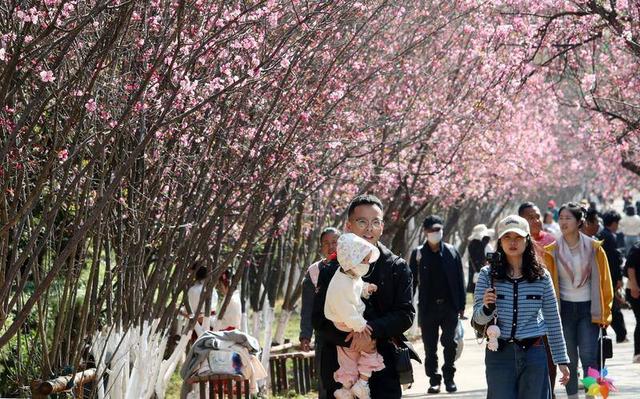 昆明动物园开启 “圆通樱潮”赏花季