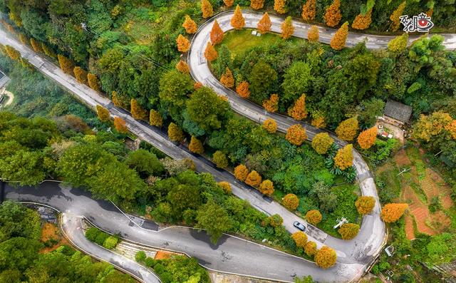 万花瞳｜限定版“彩林森林” 这是属于山城的冬日浪漫