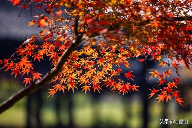 久等了！红透啦！