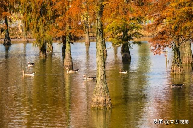 南京池杉湖5万株红杉染透湖面，珍稀鸟类扎堆，错过等一年