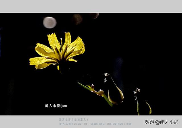 聊手机摄影（85）手机摄影用光入门须掌握，极具表现力的逆光摄影