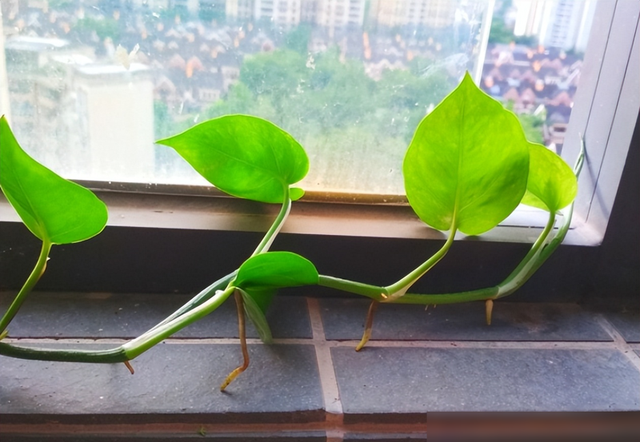 原来绿萝真的不能养在家里，不是迷信，快去告诉家里人
