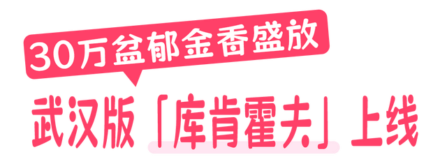 “ 花 ”点时间游黄陂 | 30万+花海已就位