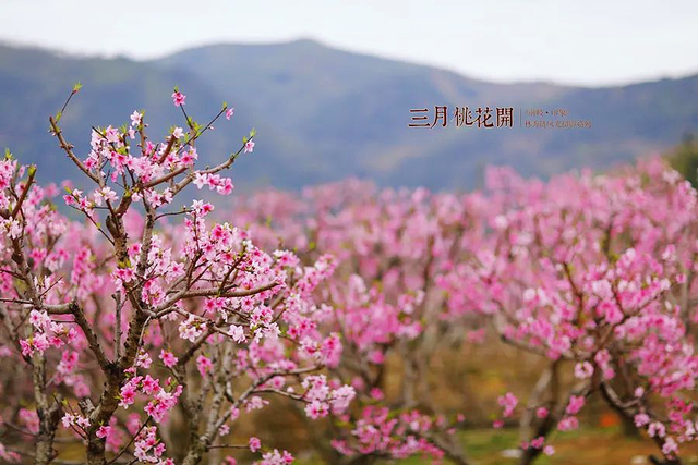 不枉等了一年！宁德赏桃花地图，春日顶流浪漫暴击~