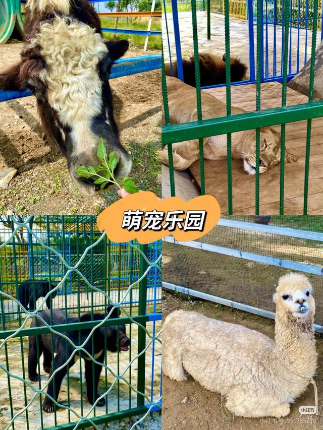 来咯来咯~临沂国庆亲子游保姆级攻略来咯~