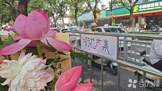 苏州荷花市集“三变”，更美更好逛！