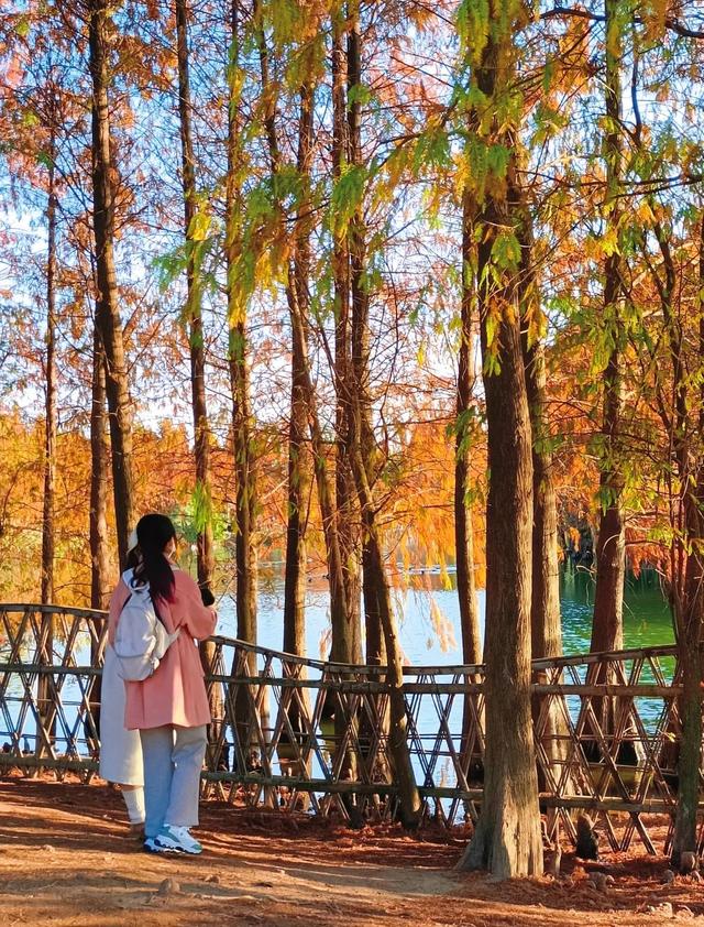 厦门园博苑八景，杏阁远眺、水月光华、墨杉奇色等，都是网红景点