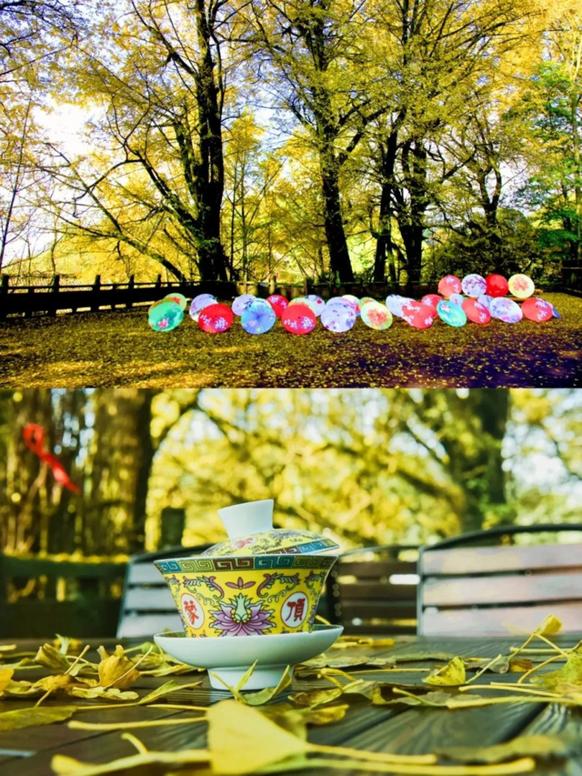 最佳观赏期！雅安的红叶彩林“封神”啦！